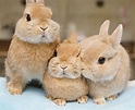 A little rabbit family | Cute animals, Cute baby bunnies, Cute baby animals