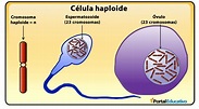 Concepto De Haploide En Biologia - Ulas