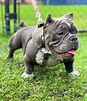 Exotic Bully: Breed Info, History, Traits & Facts (With Pictures)