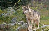 El lobo ibérico, "una joya de nuestra fauna salvaje" | Público