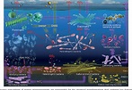A sea of microbes: the diversity and activity of marine microorganisms ...