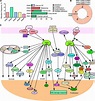 Frontiers | The Role of p21-Activated Kinases in Cancer and Beyond ...