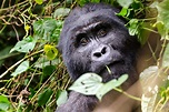 Cómo el turismo salvó a los gorilas de montaña - Bio+