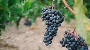 Ano Novo 2022: descubra a lenda das 12 uvas que promete atrair sorte