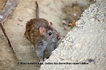 Rata parda Rattus norvegicus - MACRONATURA Ratas y roedores