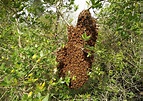 Lo sciame d'api: la riproduzione delle api in natura