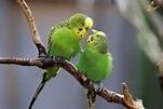 Learn All About Pet Budgie Birds