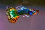 Guppy Care Guide, Feeding Guppies, Breeding, Tank Setup and More