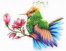 Drawing Hummingbird Colours