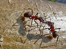 Treffen sich zwei Ameisen, sagt die Eine zur Anderen........... Foto ...