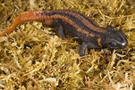 Animal Picture: Crocodile salamander