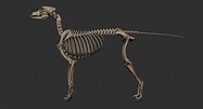 Esqueleto de cão texturizado Modelo 3D - TurboSquid 1474919