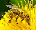 Momentos de lazer: Polinização de abelhas