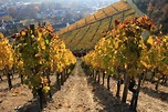 Weinberge im Herbst an der Ahr Foto & Bild | landschaft, weinberge, ahr ...