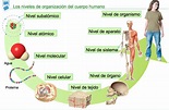 Niveles de Organización de los Seres Vivos