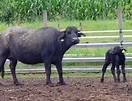 Zootecnista fala da importância da criação de búfalos como negócio