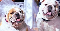 The Dog Wedding - Rotten Tomatoes