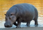 El hipopótamo común (Hippopotamus amphibius) es un gran mamífero ...