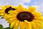 Kostenlose Bild: Sonnenblume, Blume, Pflanze, Blütenblatt, Sommer ...
