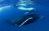 鯨魚的禮物：減緩氣候變遷的幫手 - Greenpeace 綠色和平 | 臺灣
