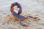 Scorpion - Animal Facts for Kids - Characteristics & Pictures