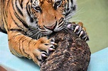 How do Tigers Sharpen Their Claws? How Important Are They?
