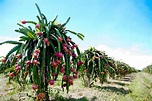Growing Dragon Fruits: Best Varieties, Planting Guide, Care, Problems ...