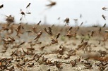 印度西北部蝗蟲過境 災情25年來最嚴重 | 國際 | 全球 | NOWnews今日新聞