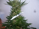 Mendocino Skunk (von Paradise Seeds) :: Cannabis Sorten Infos
