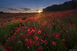 poppy field in the light Foto & Bild | deutschland, europe, bayern ...