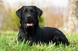 10 Adorable Videos of Black Dogs that Prove They're Just as Adoptable ...