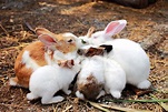 Bunny Rabbits Family Stock Photo | Royalty-Free | FreeImages