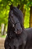 Equine 411: All About The Friesian