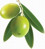 Olives HD PNG Transparent Olives HD.PNG Images. | PlusPNG