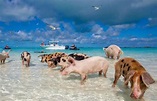 La isla de los cerdos nadadores, Exuma, Las Bahamas