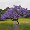 Jacaranda mimosifolia | Purple flowering tree, Jacaranda tree, Trees to ...