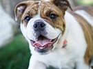 Miniature English Bulldog Dog Breed Information, Images ...