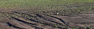 La Erosión Hídrica Y Sus Consecuencias En La Agricultura