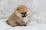 POMERANIA TODO SOBRE LA RAZA OLD - Pomeranian Beauty