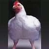 Jumbo Cornish Cross Chickens for Sale