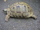 Greek Tortoise - A-Z Animals