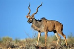 BANCO DE IMÁGENES: Antílope Kudu Tragelaphus Strepsiceros en el ...