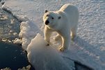 L’ours polaire | WWF-Canada
