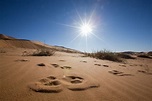 Scopri tutto sul Sahara, il deserto caldo più grande del mondo
