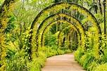 Best Orchid Gardens in the World To Visit