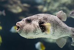 Baiacu: conheça espécies e veja como pescar esse peixe venenoso!