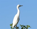 Free photo: White Bird - Bird, Doctor, Importance - Free Download - Jooinn