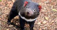 Nacieron 8 demonios de Tasmania: son una esperanza para la especie ...