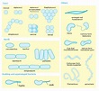 Bacteria: Shape, Size, Structure and other Membrane - Microbiology Notes
