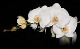 orchidea bianca | JuzaPhoto